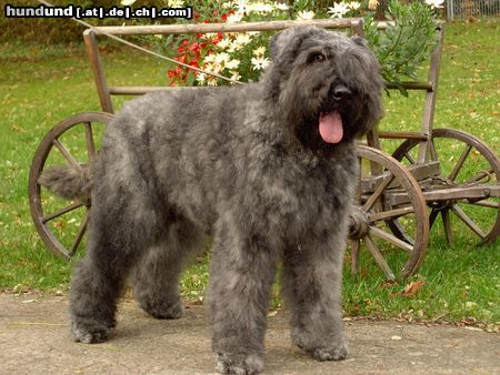 Bouvier des Flandres Junghündin 