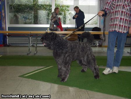 Bouvier des Flandres Rüde mit 15 Monaten 