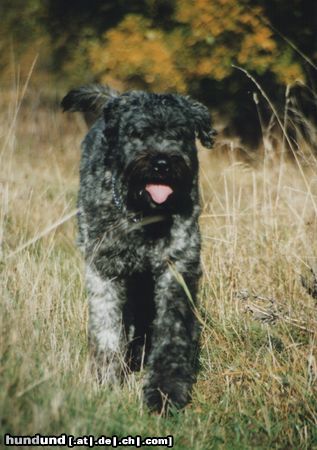 Bouvier des Flandres Coras-King vom Oval