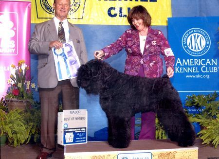 Bouvier des Flandres USA CH. FIGO DUSTIE z Flandryjskiego Gniazda