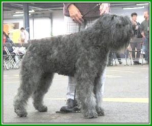 Bouvier des Flandres Ivy Regan v. Bouvier Toline, World Champion