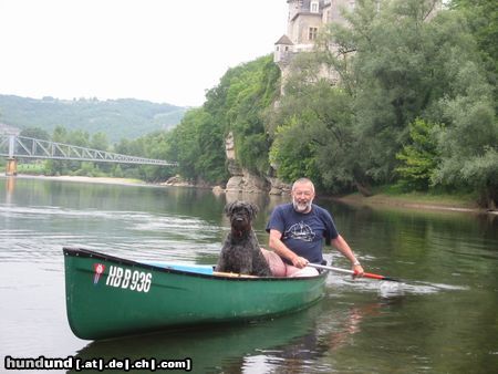 Bouvier des Flandres Auch Buffis brauchen Urlaub