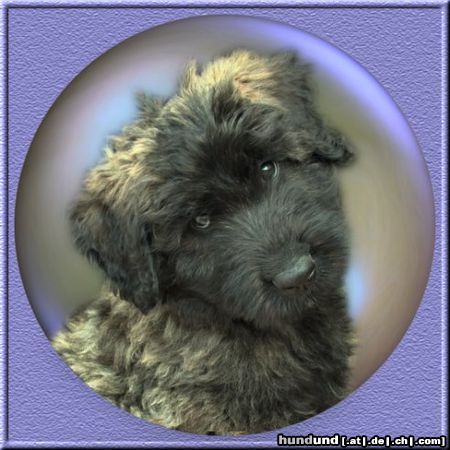 Bouvier des Flandres Lennox, son of Lennox and Ivy