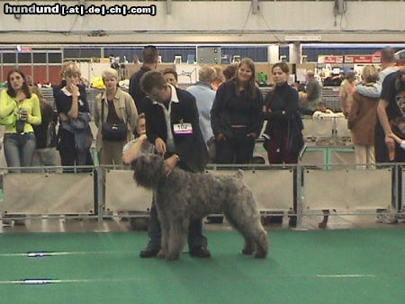 Bouvier des Flandres Mike Urza Fan't Fryske Lan