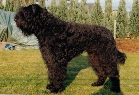 Bouvier des Flandres Zuchtrüde Nils-Earl vom Haus Löstertal