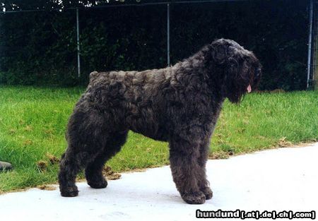 Bouvier des Flandres Ned.- Deutsche - Deutsche VDH Champ. - Bundes und Europa Sieger - Best in Show Oldenburg