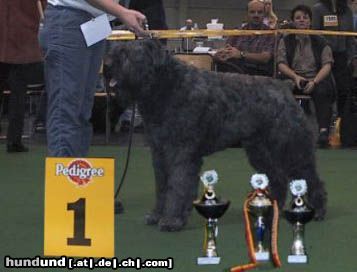 Bouvier des Flandres Beste der Rasse