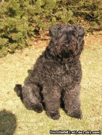 Bouvier des Flandres Emely Bea vom Hungrigen Wolf