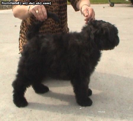 Bouvier des Flandres Vaisca Miranda Fan't Fryske Lan