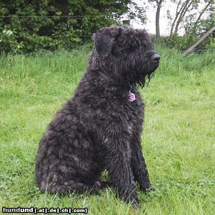 Bouvier des Flandres