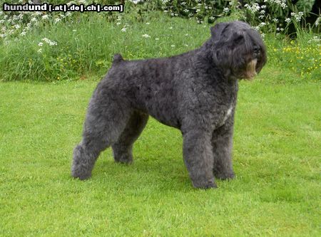 Bouvier des Flandres World Winner 03 Ygor Raiza v.d. Vanenblikhoeve