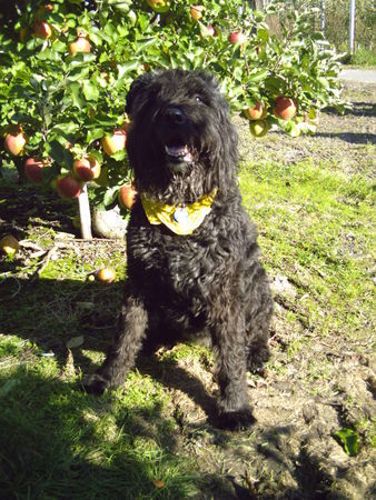 Bouvier des Flandres Die Aischa