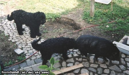 Bouvier des Flandres Mutter + Sohn bei der Arbeit