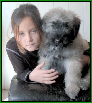 Bouvier des Flandres Ben Regan v. Bouvier Topline mit Ashley