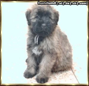 Bouvier des Flandres Beau Rhodos v. Bouvier Topline