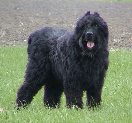 Bouvier des Flandres benero-anka v.d.fokro-hof