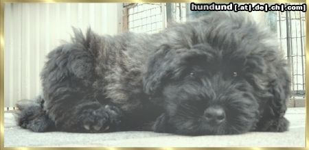 Bouvier des Flandres Black Rhodos v. Bouvier Topline