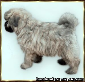 Bouvier des Flandres Amelie Rhodos v. Bouvier Topline