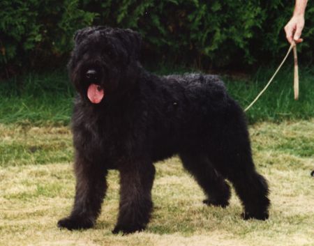 Bouvier des Flandres Cindy Whyla Fan't Fryske Lan