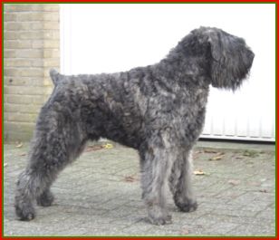 Bouvier des Flandres Damon Laura v. Bouvier Toline, Junior World Champion