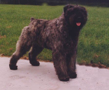 Bouvier des Flandres Denver Angeliqeu Fan't Fryske Lan