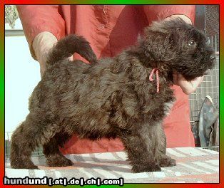 Bouvier des Flandres Donja Rhodos v. Bouvier Topline