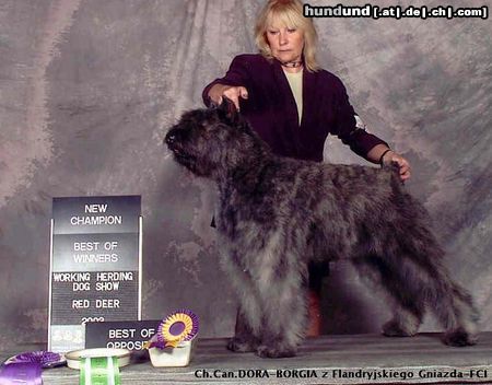 Bouvier des Flandres Canadian Champion DRAGON - BORGIA z Flandryjskiego Gniazda - FCI