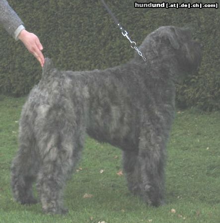 Bouvier des Flandres Champion DUSTY - BORGIA z Flandryjskiego Gniazda - FCI