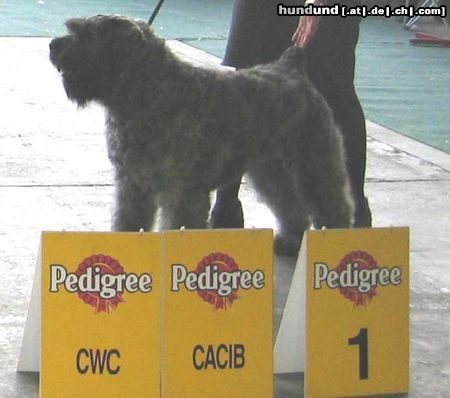 Bouvier des Flandres Champion DUSTY - BORGIA z Flandryjskiego Gniazda - FCI