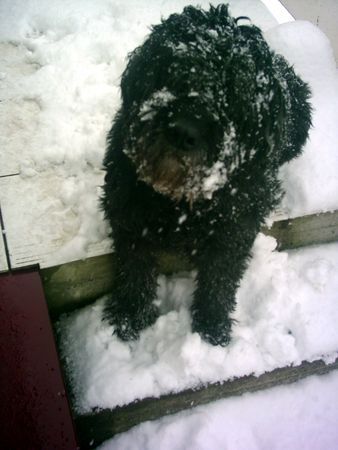 Bouvier des Flandres Fee vom haus Löstertal