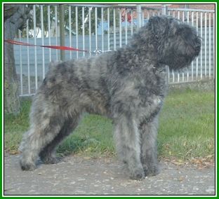 Bouvier des Flandres Goldie Regan v. Bouvier Toline,Lux. Youth Champion