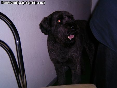 Bouvier des Flandres Fidde