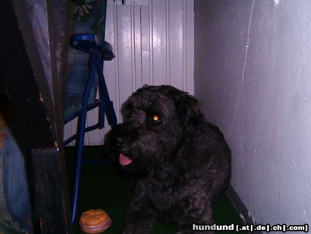 Bouvier des Flandres Fidde