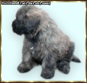 Bouvier des Flandres Ivenhoe Rhodos v. Bouvier Topline