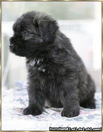 Bouvier des Flandres Layla Ivy v. Bouvier Topline