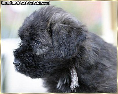 Bouvier des Flandres Layla Ivy v. Bouvier Topline