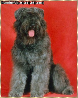 Bouvier des Flandres Ivy Regan v. Bouvier Topline, Weltsieger 2001, Bundessieger 2001