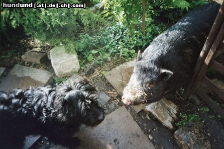 Bouvier des Flandres Hüten oder nicht hüten-was für´ne frage