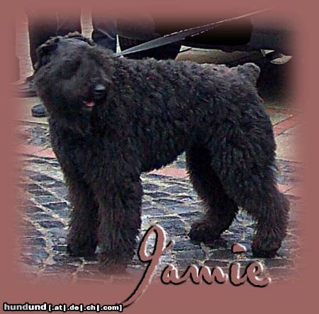 Bouvier des Flandres Jamie-Richelle v.d. Zadarkosburcht