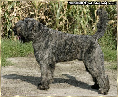 Bouvier des Flandres Lennox Damon v. Bouvier Topline, Weltjugendsieger, Bundesjugendsieger, Luxembourg Jugend Champion