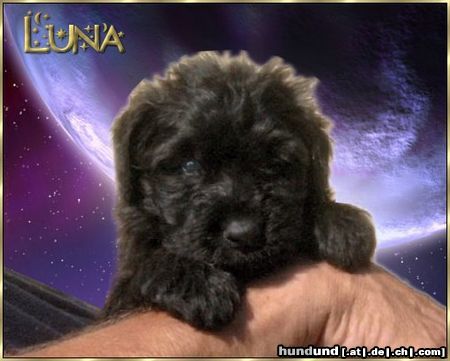 Bouvier des Flandres Luna Ivy v. Bouvier Topline