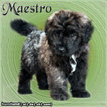 Bouvier des Flandres Maestro Ashley v. Bouvier Topline