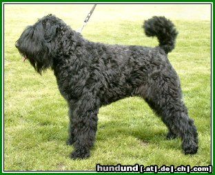 Bouvier des Flandres Lennox Damon v. Bouvier Topline Lux. Youth Champion