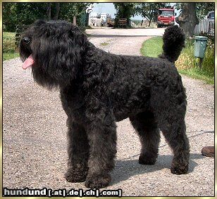 Bouvier des Flandres Maxi Damon v. Bouvier Topline Deutscher Champion VDH/CAC