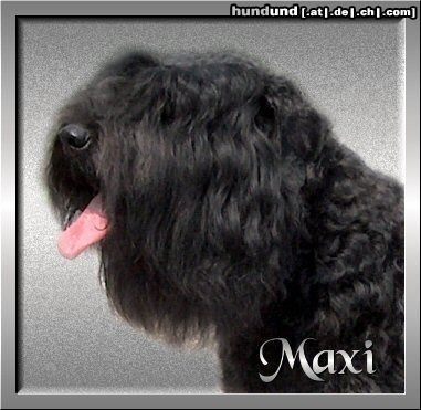 Bouvier des Flandres Maxi Damon v. Bouvier Topline Deutscher Champion VDH/CAC