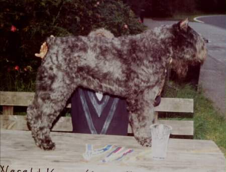 Bouvier des Flandres Champion Monza Katja Fan 't Fryske Lan -World Champ.-Deutscher Champ. - Deutscher VDH Champ. 