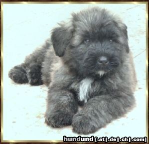 Bouvier des Flandres Rocky Rhodos v. Bouvier Topline