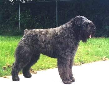 Bouvier des Flandres Champion Oscy Jaimmy Fan't Fryske Lan - Niederlands Champ.- Deutscher Champ. - Deutscher VDH Champ. Deutscher Europasieger 2001- Deutscher Bundessieger 2001- Best in schow Oldenburg 2001- Club Champion Deuscher Bouvier Club