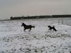 Bouvier des Flandres Hund