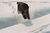 Bouvier des Flandres Hund